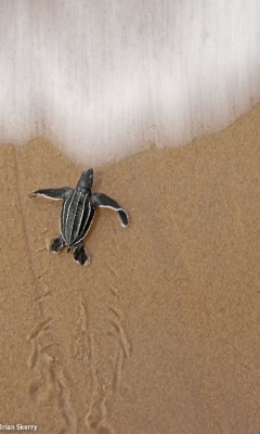 Sea And Turtle screenshot #1 240x400