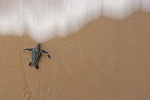 Sea And Turtle screenshot #1 480x320