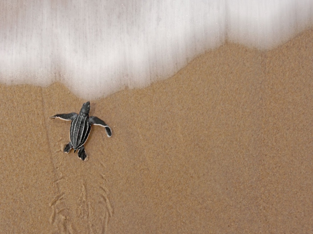Sea And Turtle screenshot #1 640x480