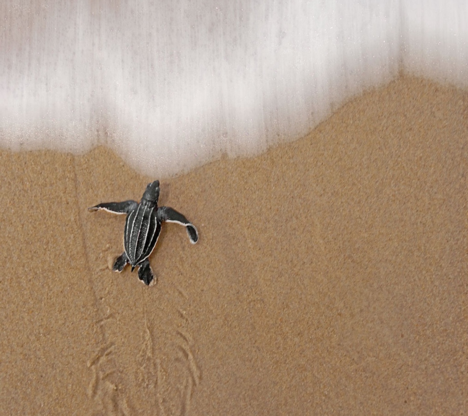 Sea And Turtle screenshot #1 960x854
