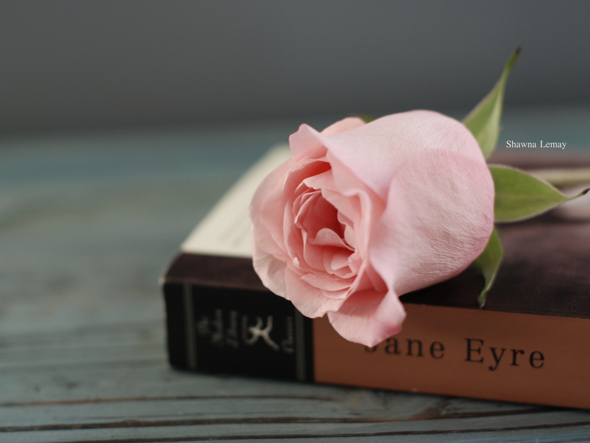 Book And Rose wallpaper 1152x864