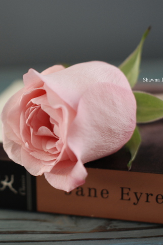 Book And Rose wallpaper 320x480