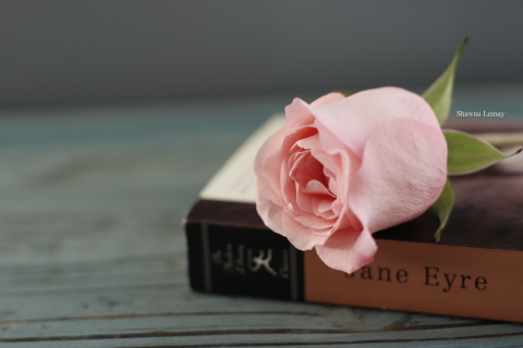 Book And Rose wallpaper 480x320