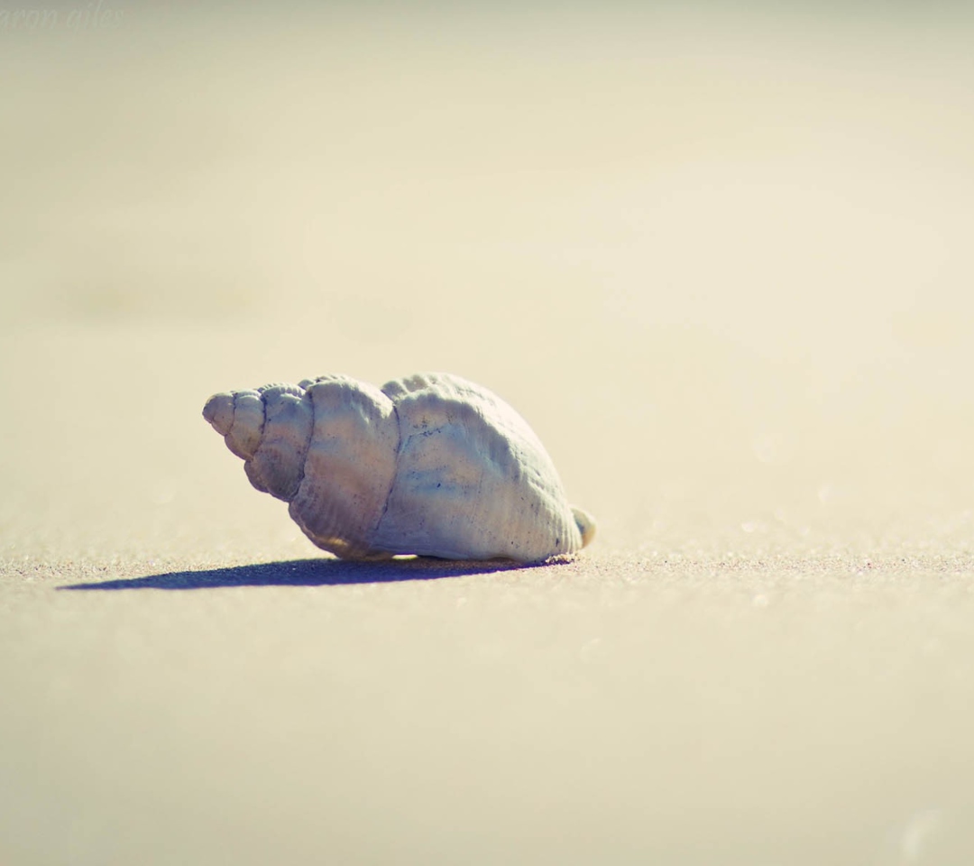 Lonely Seashell wallpaper 1080x960