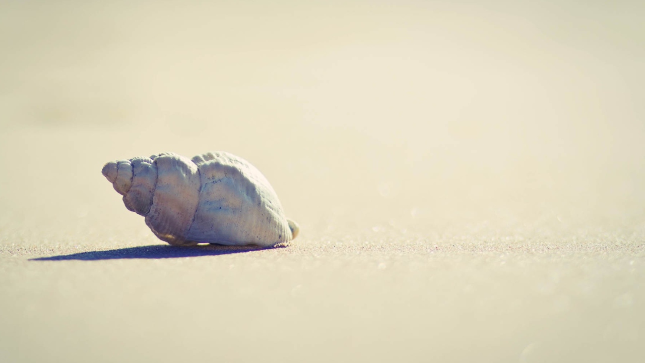 Обои Lonely Seashell 1280x720