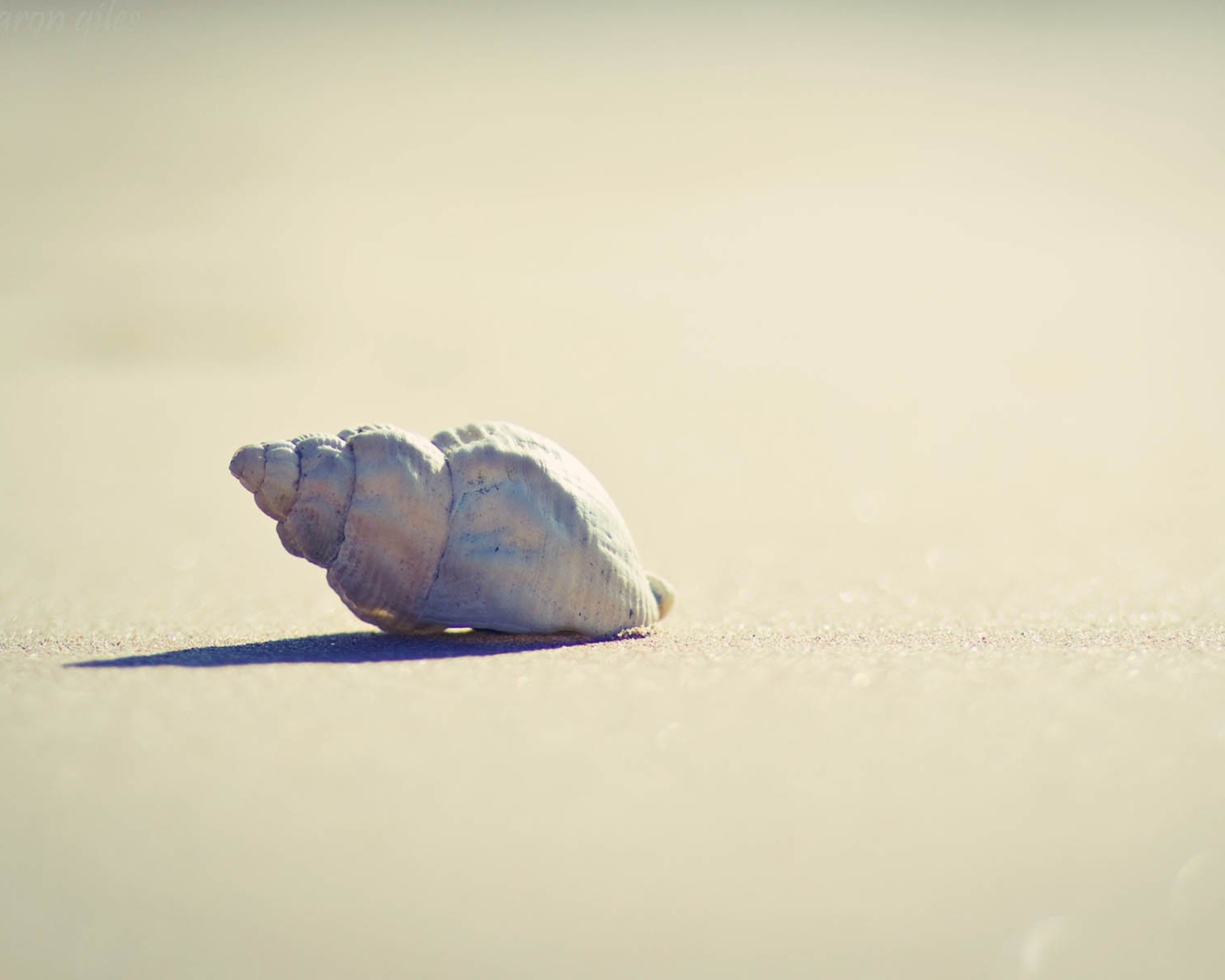 Sfondi Lonely Seashell 1600x1280