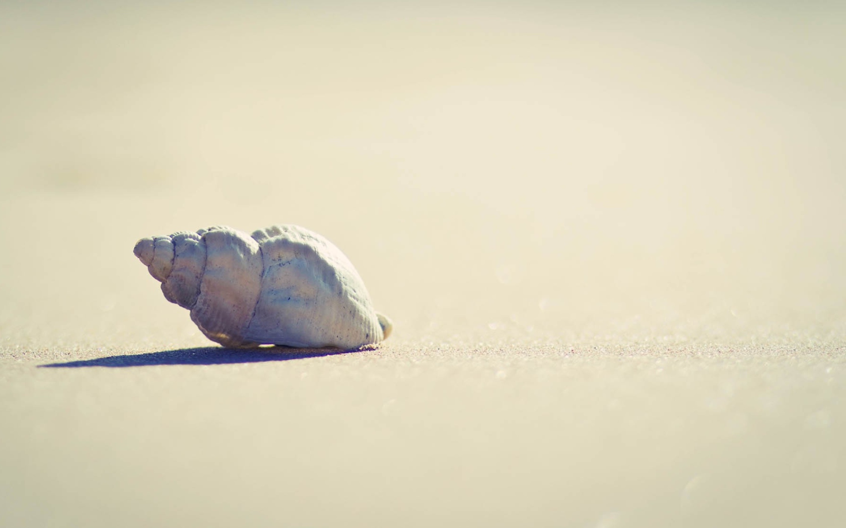 Lonely Seashell screenshot #1 1680x1050