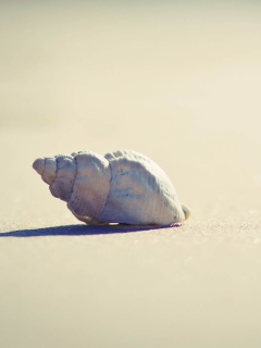 Das Lonely Seashell Wallpaper 240x320