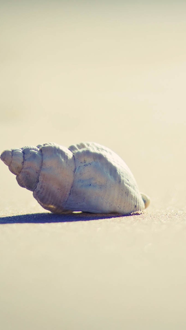 Sfondi Lonely Seashell 640x1136