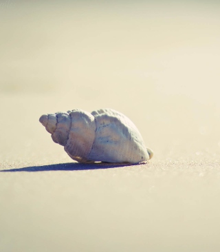Lonely Seashell - Obrázkek zdarma pro 768x1280
