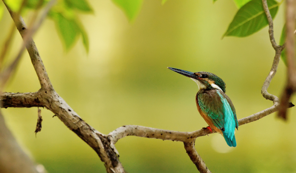 Kingfisher screenshot #1 1024x600