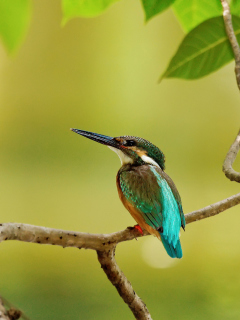 Fondo de pantalla Kingfisher 240x320