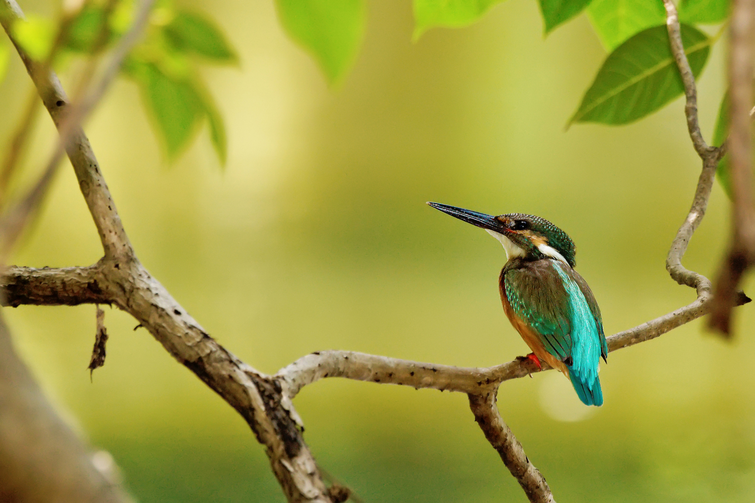 Das Kingfisher Wallpaper 2880x1920