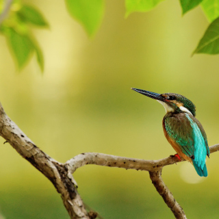 Free Kingfisher Picture for iPad 3