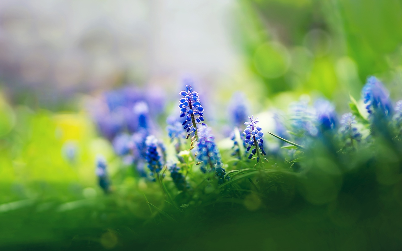 Muscari Flowers wallpaper 1280x800