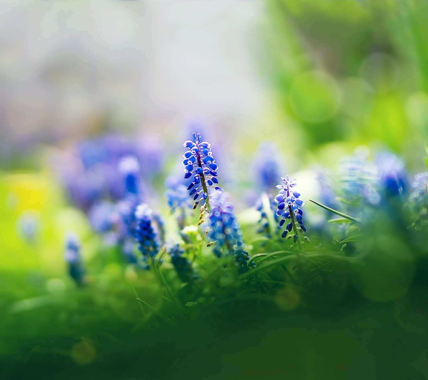 Обои Muscari Flowers 1440x1280