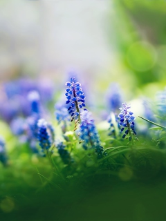 Muscari Flowers wallpaper 240x320