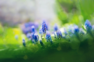 Muscari Flowers Background for Android, iPhone and iPad