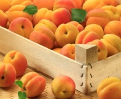 Das Apricots Wallpaper 176x144