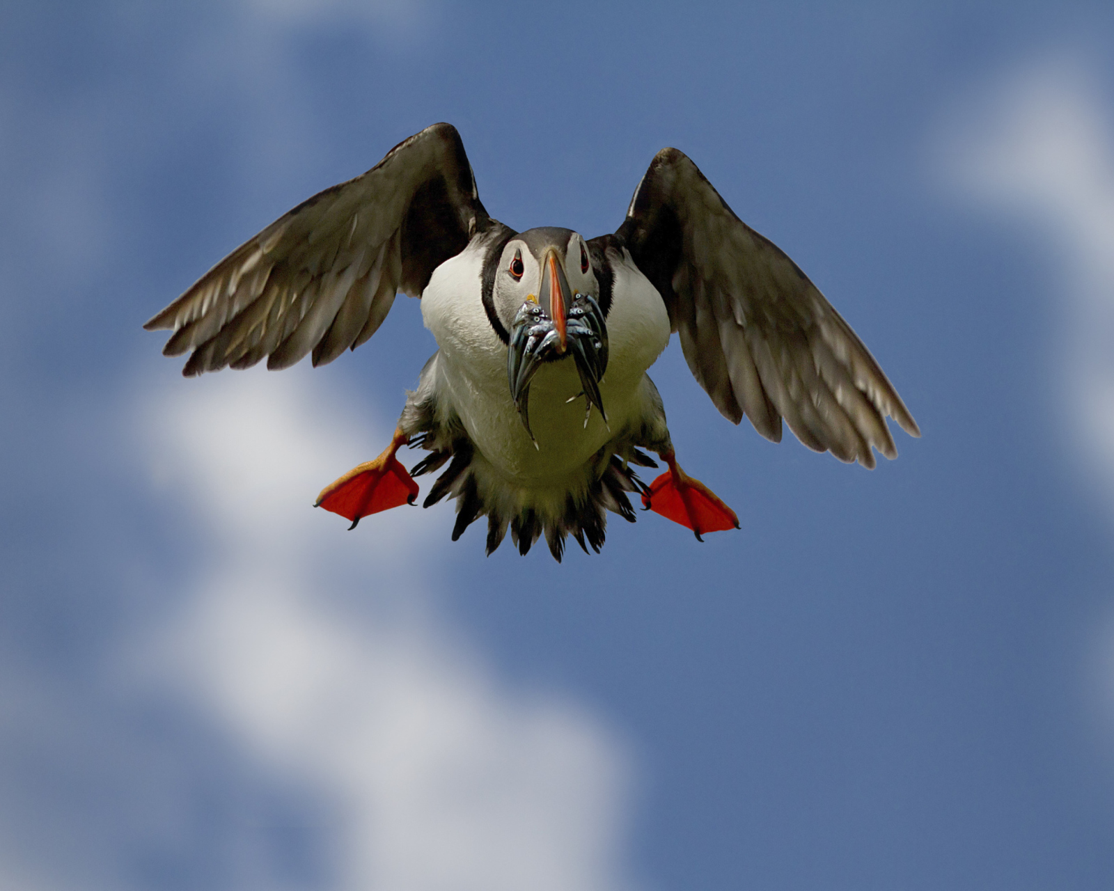 Das Puffin Bird Wallpaper 1600x1280