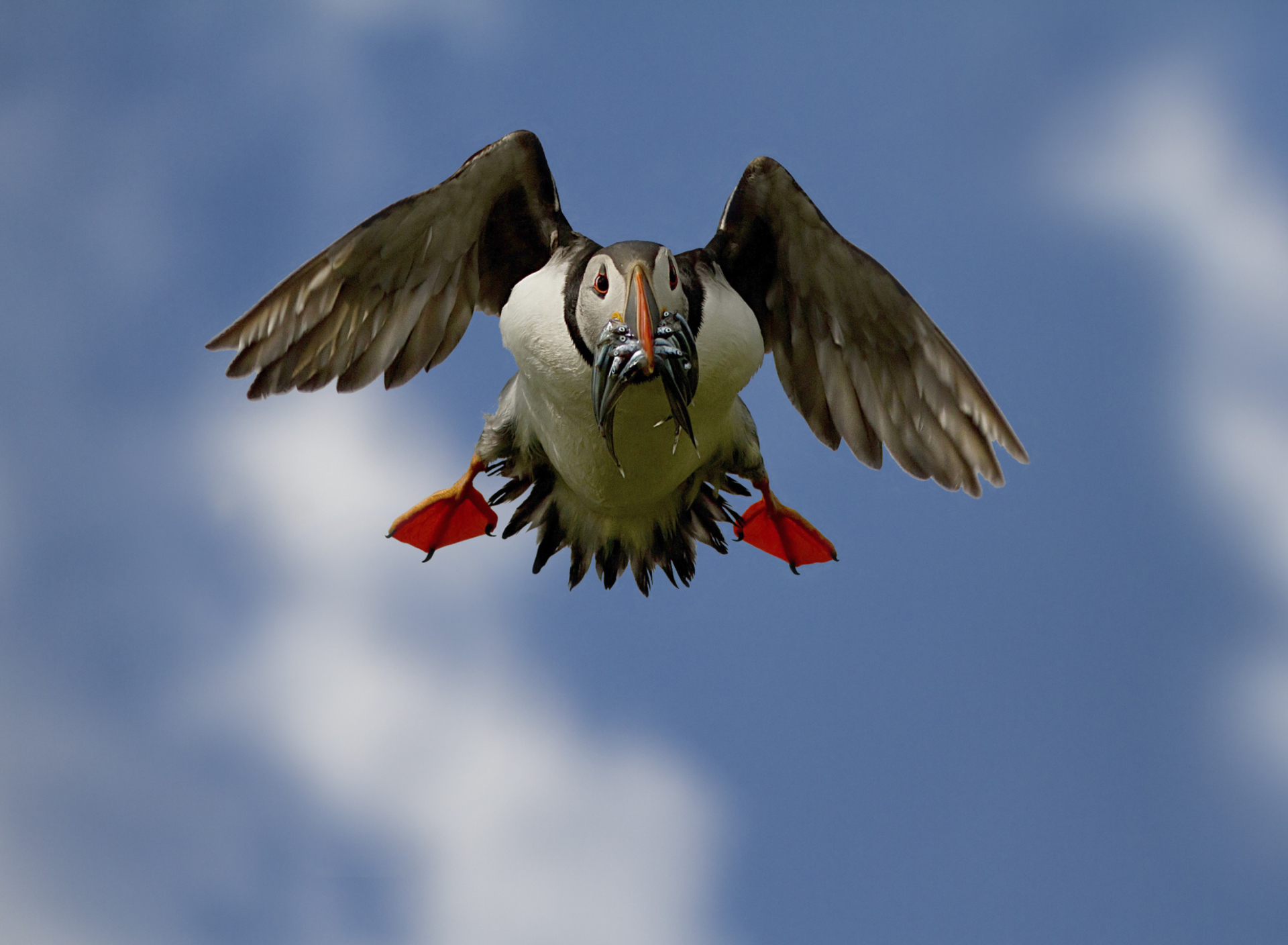 Das Puffin Bird Wallpaper 1920x1408