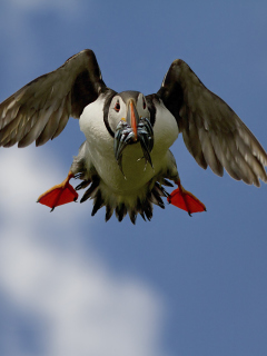 Das Puffin Bird Wallpaper 240x320