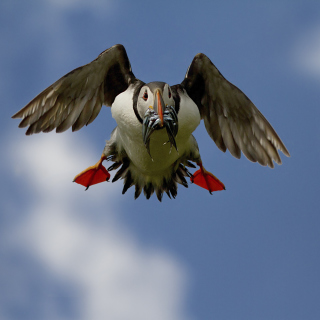 Free Puffin Bird Picture for 128x128