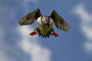 Free Puffin Bird Picture for Android, iPhone and iPad