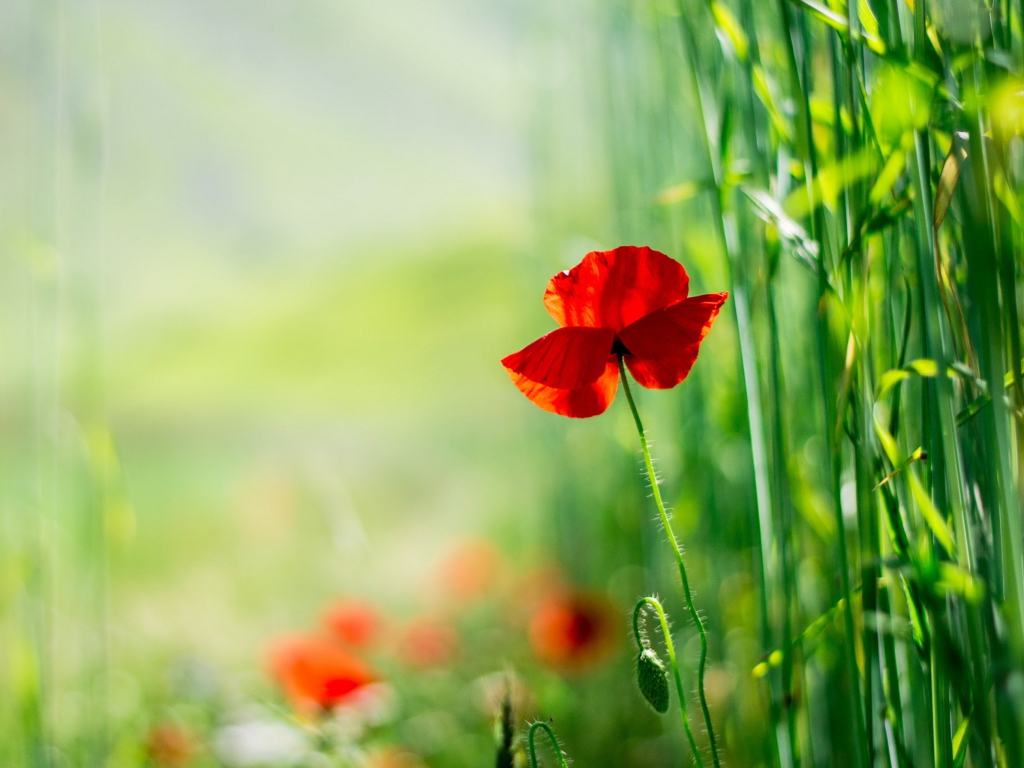 Das Red Poppy And Green Grass Wallpaper 1024x768