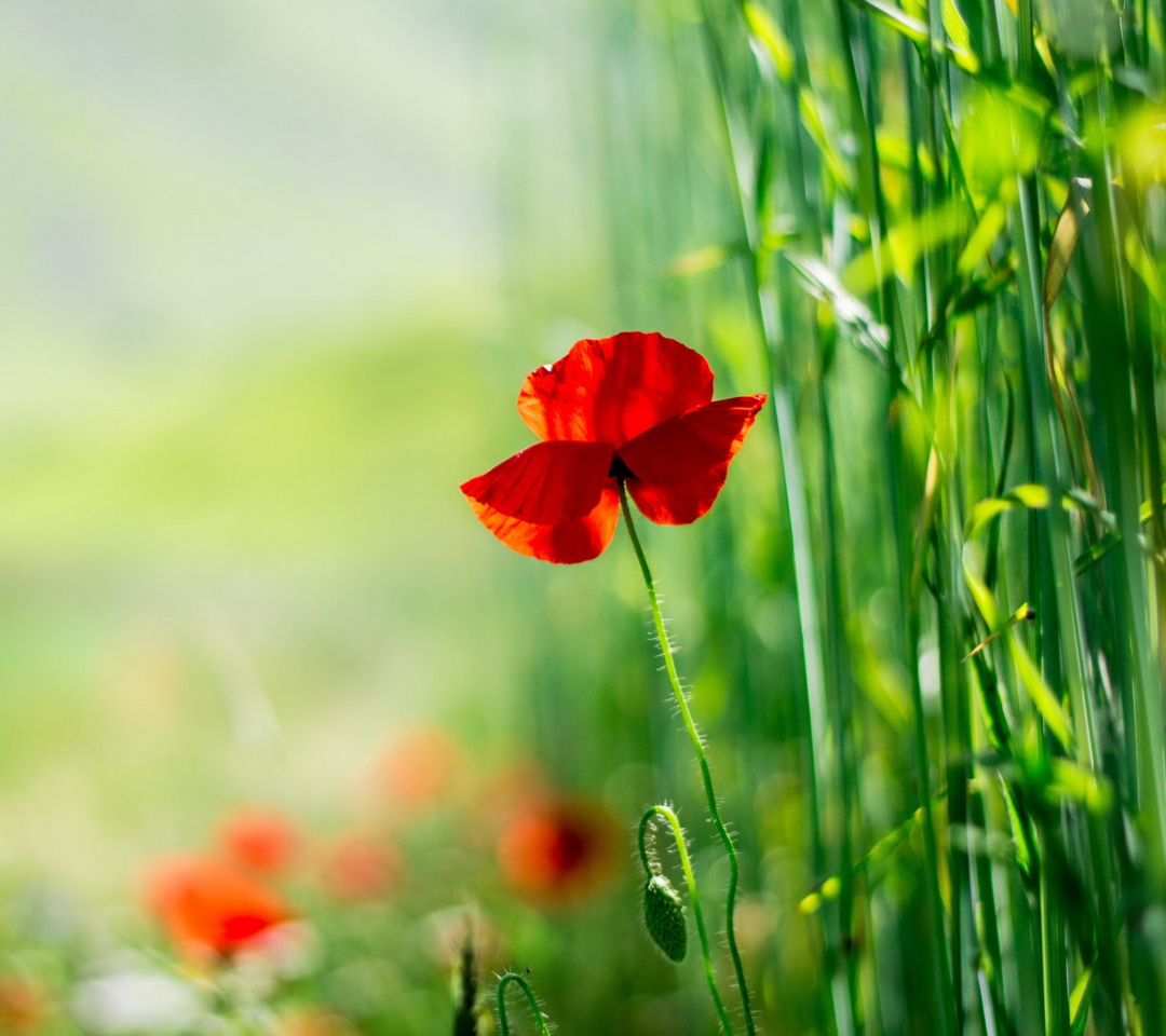 Sfondi Red Poppy And Green Grass 1080x960