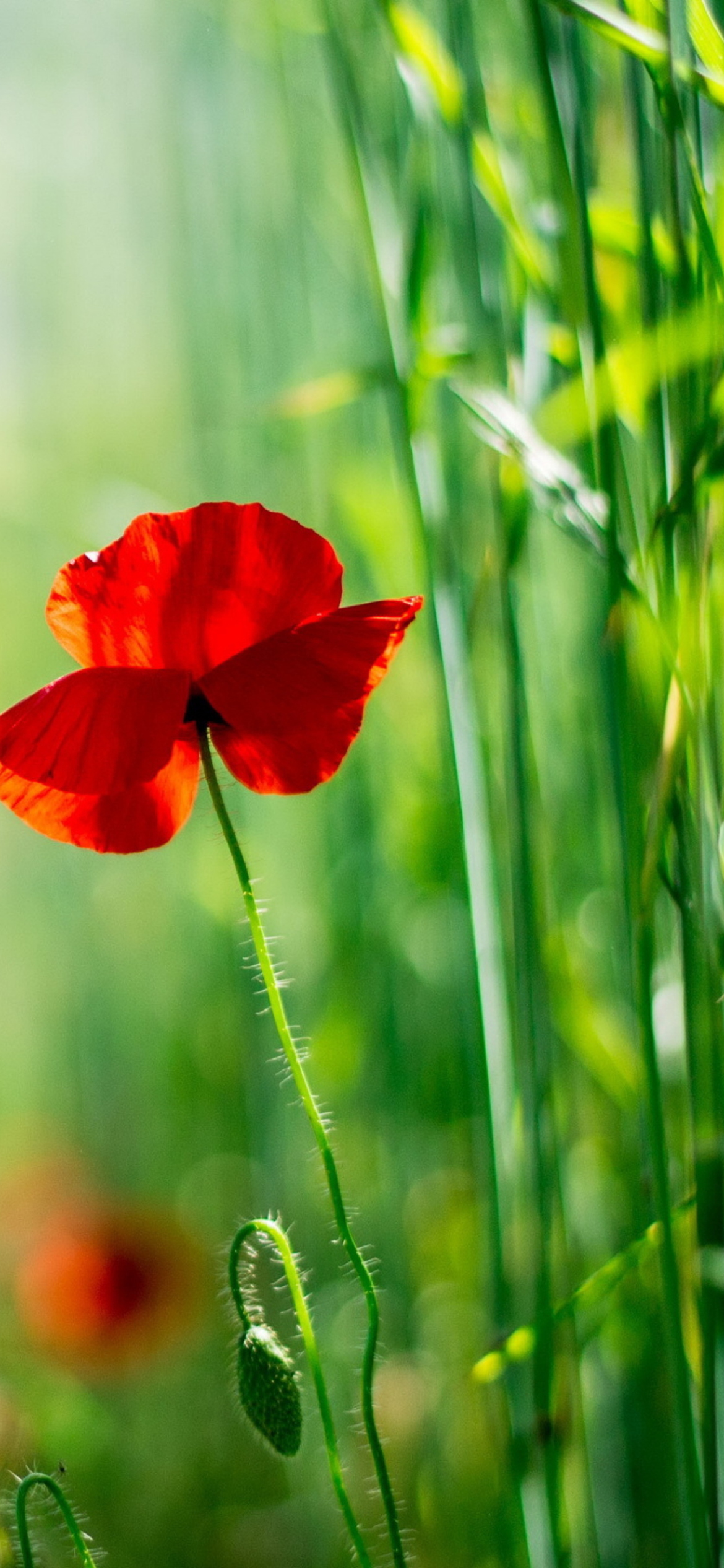 Red Poppy And Green Grass wallpaper 1170x2532