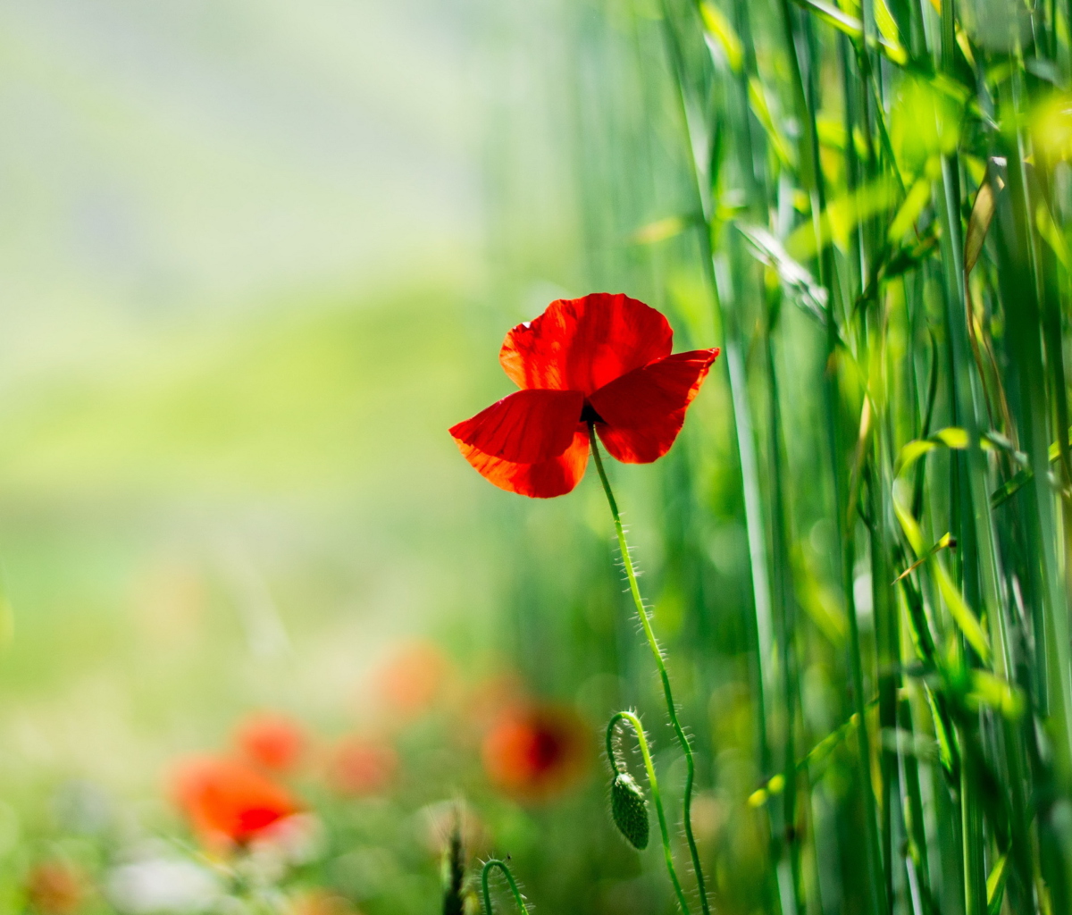 Red Poppy And Green Grass screenshot #1 1200x1024