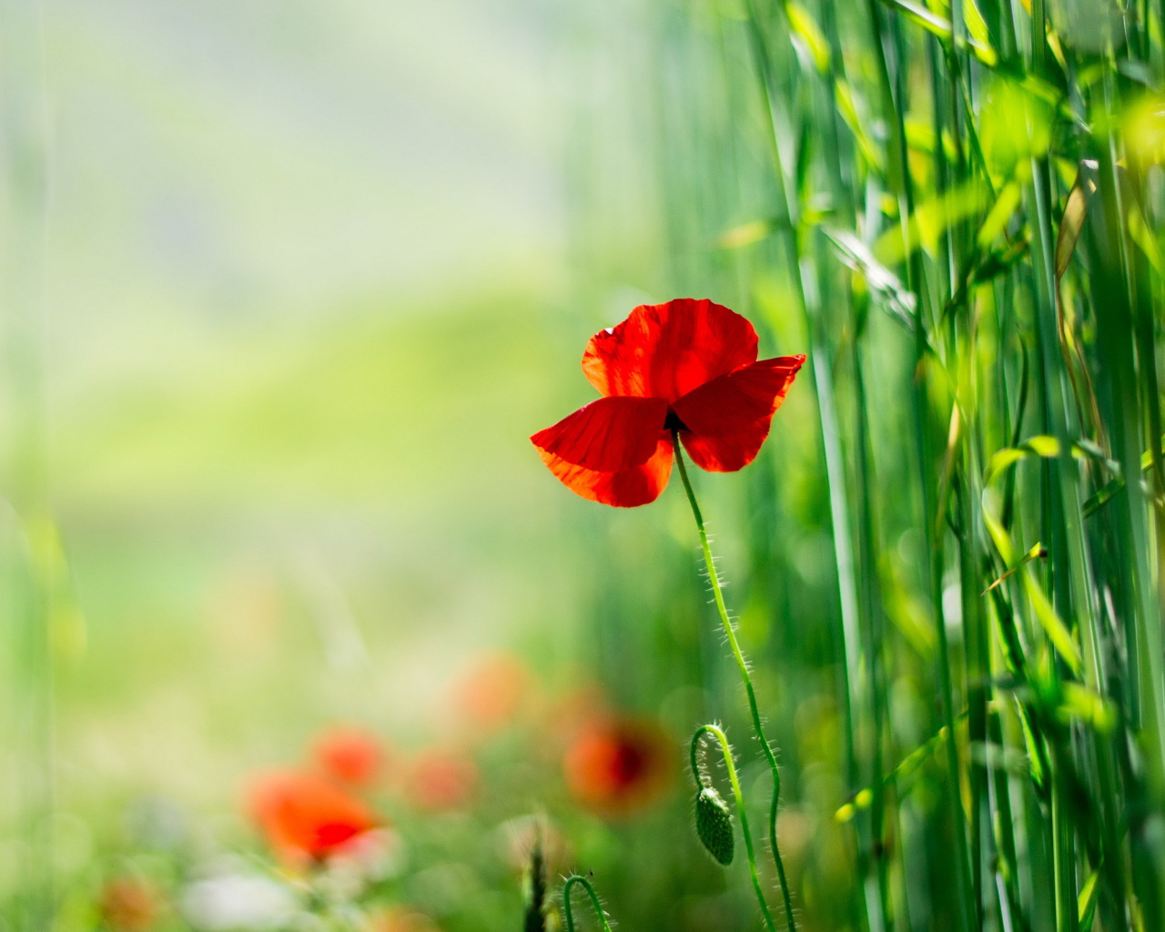 Fondo de pantalla Red Poppy And Green Grass 1280x1024