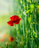 Screenshot №1 pro téma Red Poppy And Green Grass 128x160
