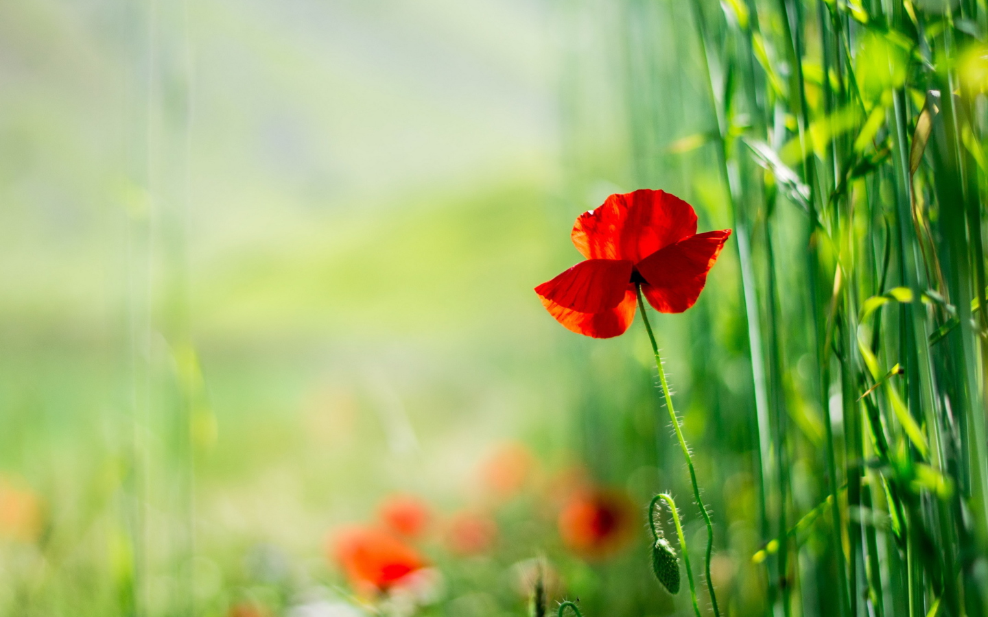 Red Poppy And Green Grass screenshot #1 1440x900
