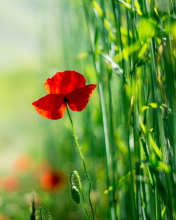 Red Poppy And Green Grass wallpaper 176x220