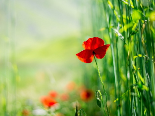 Das Red Poppy And Green Grass Wallpaper 320x240