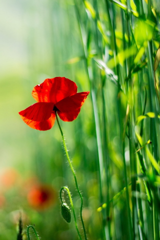 Red Poppy And Green Grass wallpaper 320x480