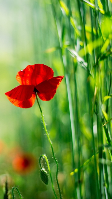 Das Red Poppy And Green Grass Wallpaper 360x640