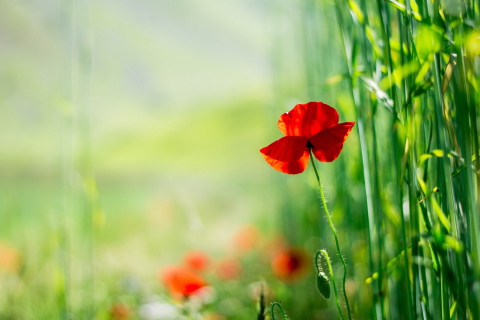 Red Poppy And Green Grass wallpaper 480x320