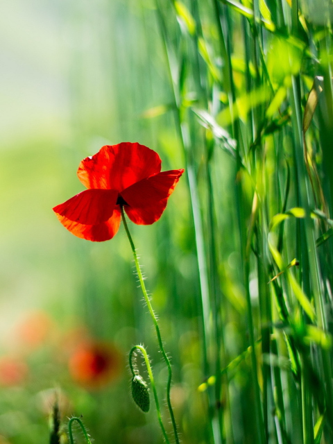 Red Poppy And Green Grass wallpaper 480x640