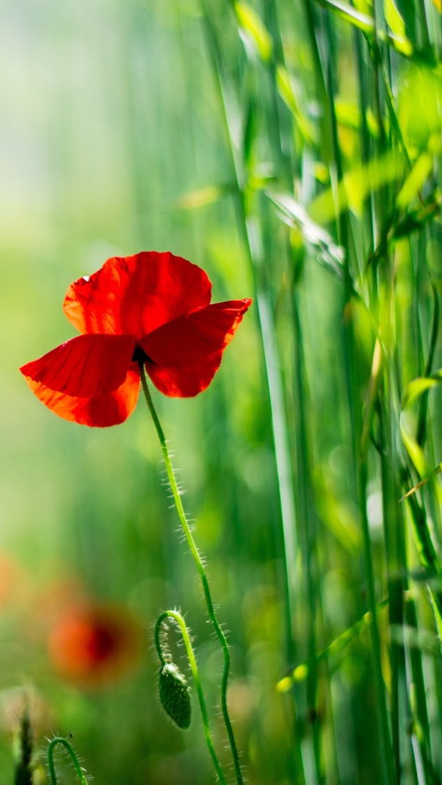 Sfondi Red Poppy And Green Grass 640x1136