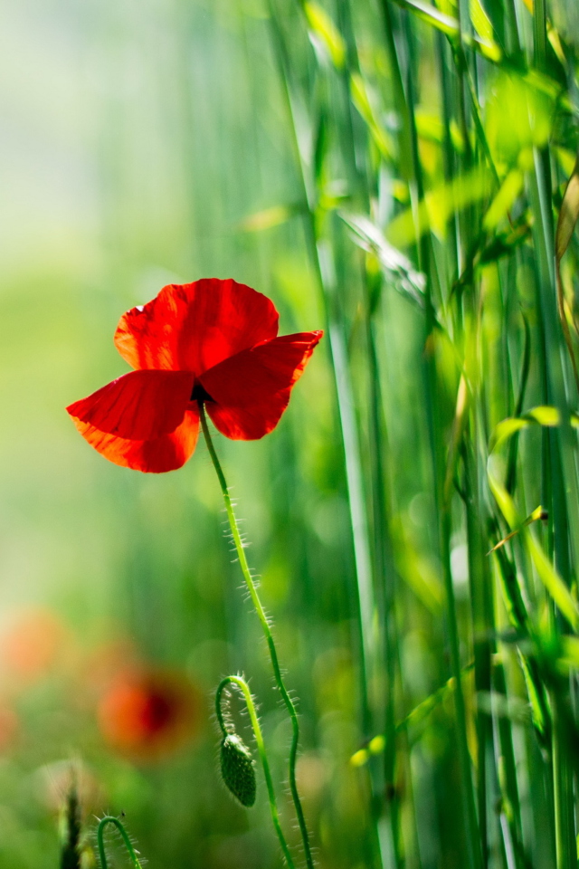 Das Red Poppy And Green Grass Wallpaper 640x960