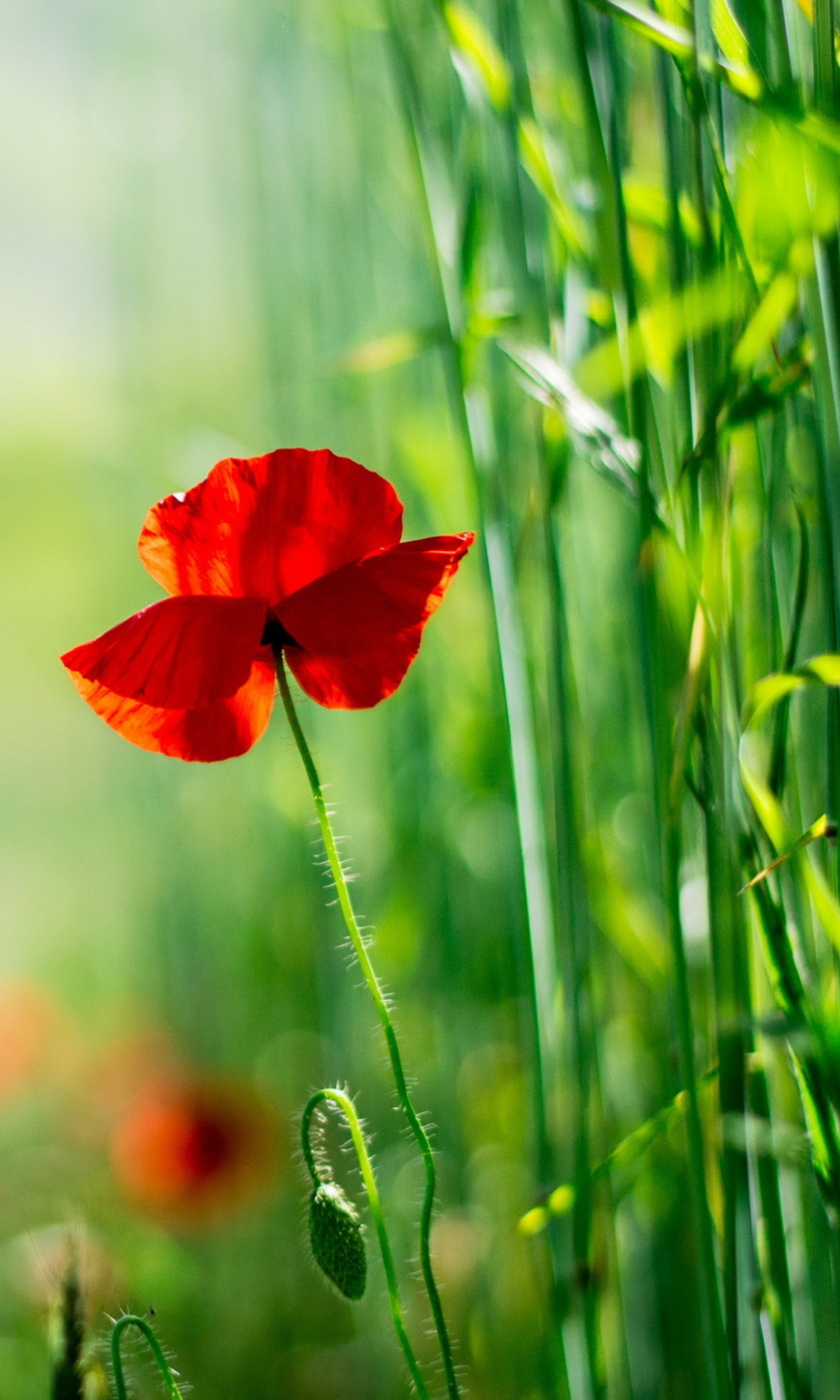 Das Red Poppy And Green Grass Wallpaper 768x1280