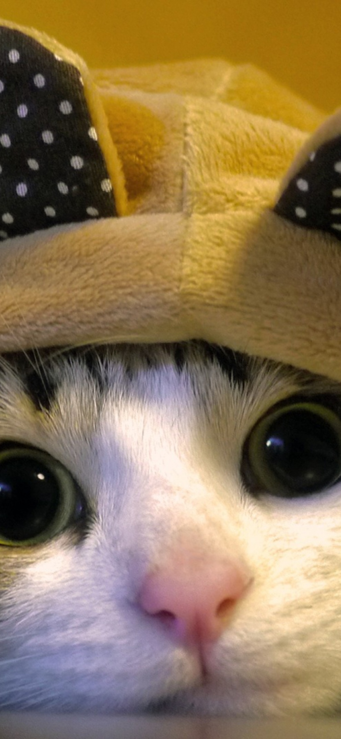 Sfondi Cat Wearing Funny Hat 1170x2532