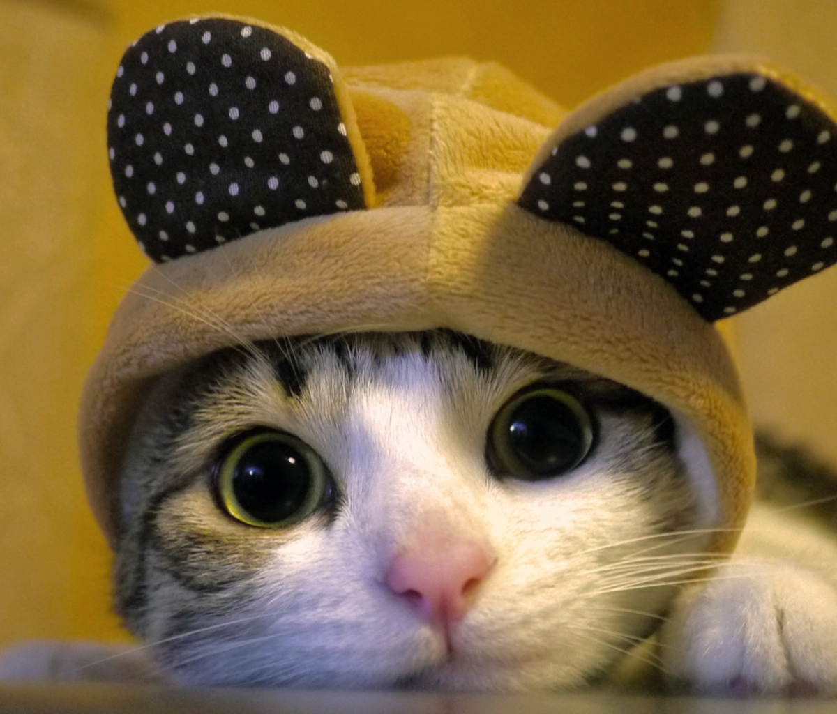 Sfondi Cat Wearing Funny Hat 1200x1024