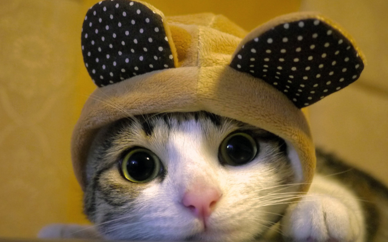 Das Cat Wearing Funny Hat Wallpaper 1280x800