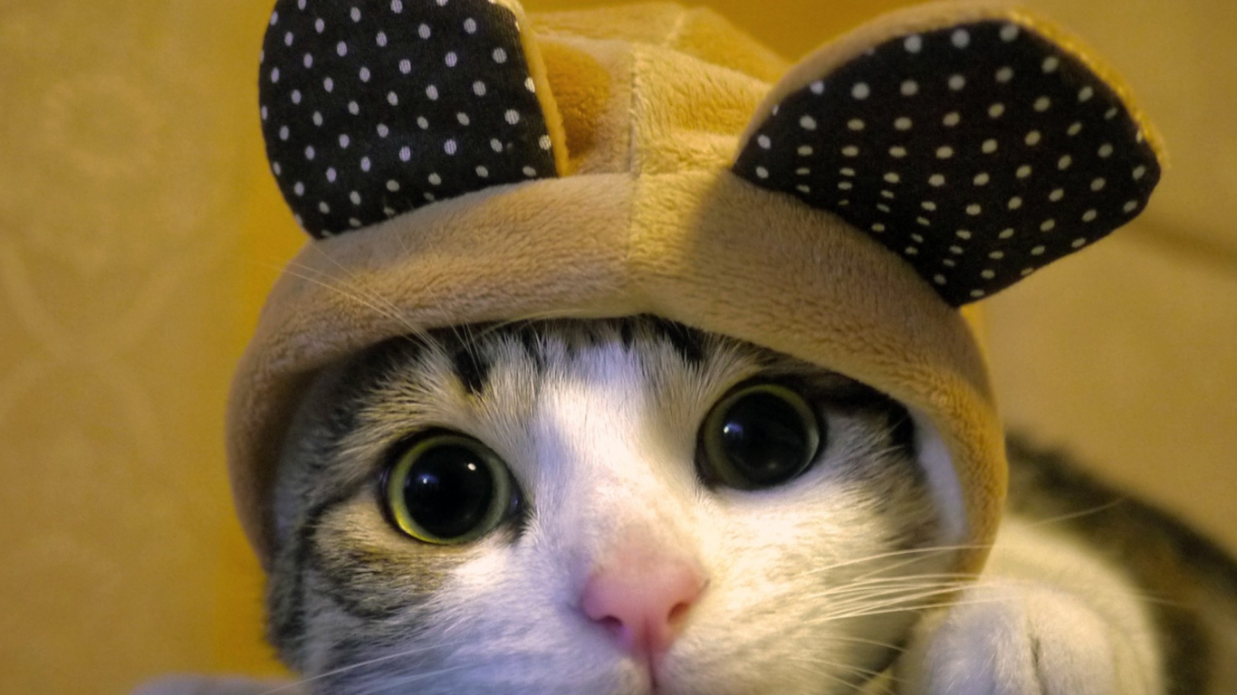 Fondo de pantalla Cat Wearing Funny Hat 1366x768