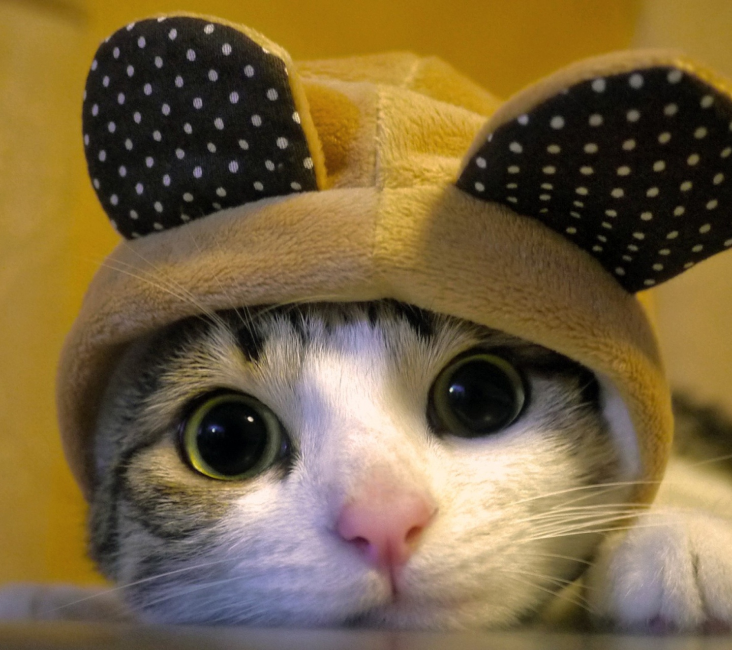 Sfondi Cat Wearing Funny Hat 1440x1280