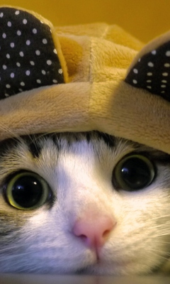 Das Cat Wearing Funny Hat Wallpaper 240x400